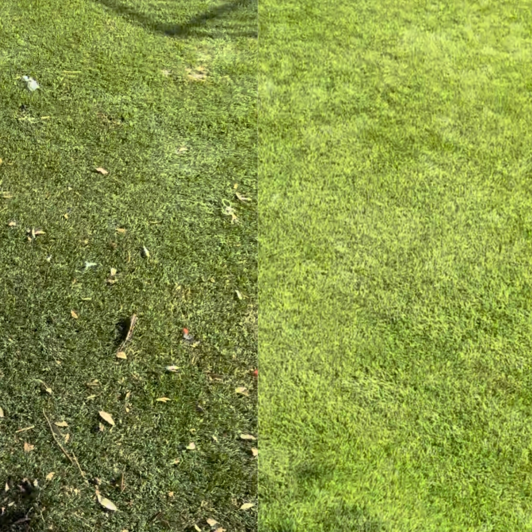 Before and after comparison of artificial turf cleaning showing waste removal results