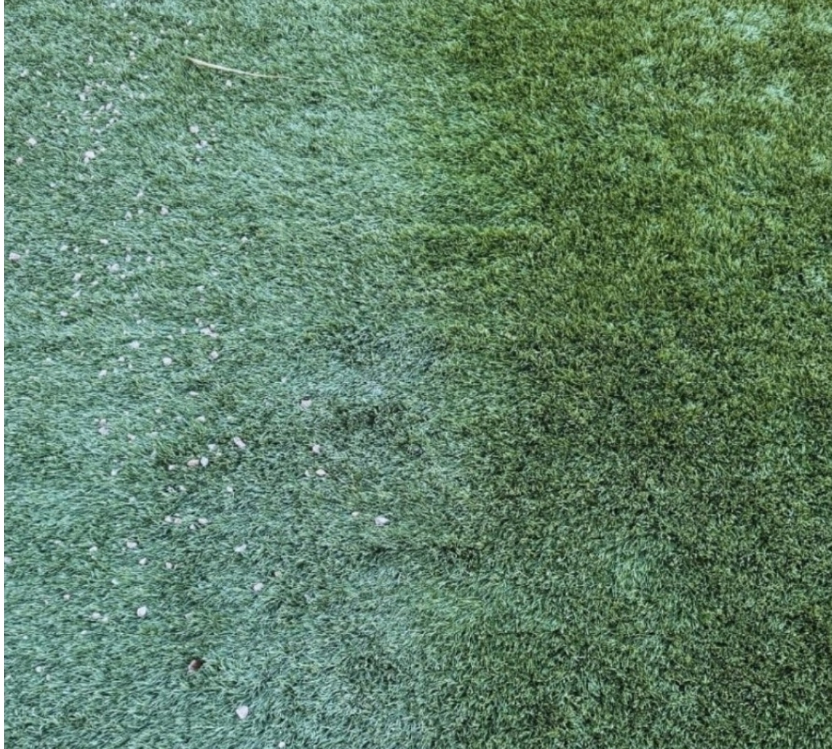 Close-up before and after cleaning of artificial turf infill showing debris removal in Las Vegas
